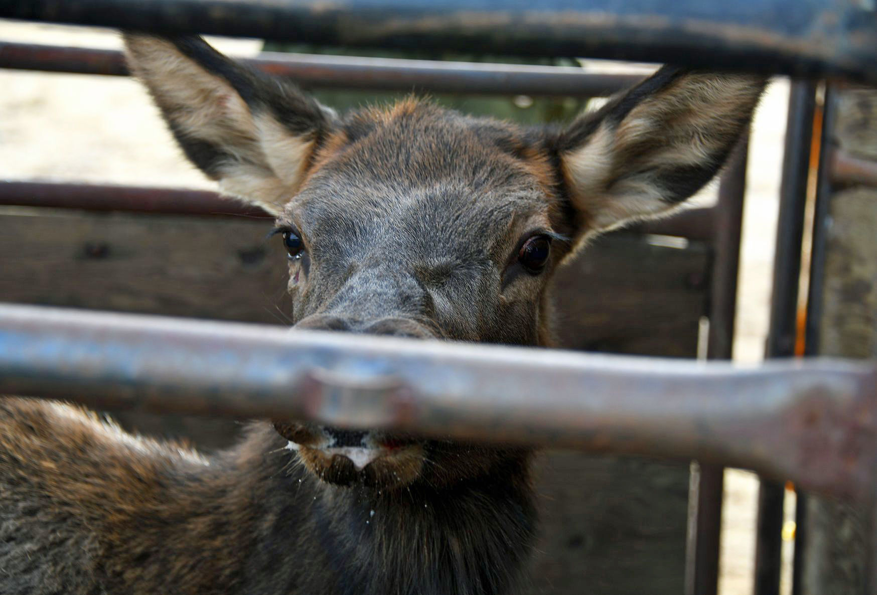 Cow elk
